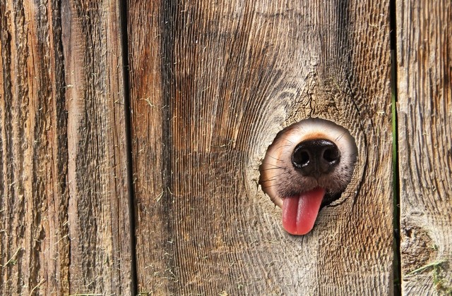 dog-nose-in-fence-640×420